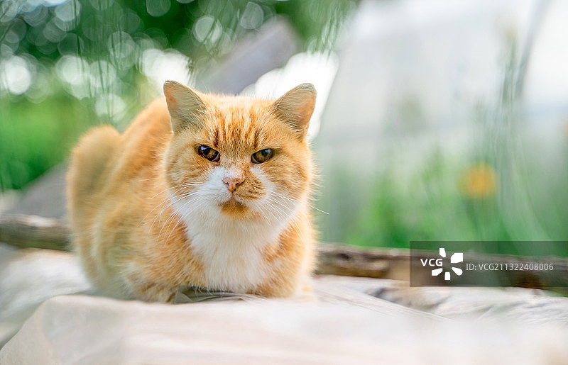 猫坐在户外的肖像图片素材