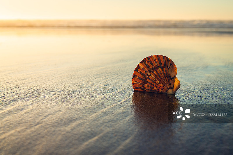 日落时海滩上的贝壳的特写，加利福尼亚，美国，美国图片素材