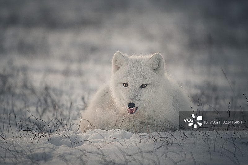 站在野地上的狼的肖像图片素材