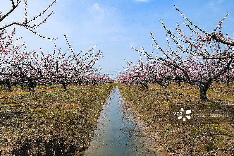 春天蓝天下桃花盛开图片素材
