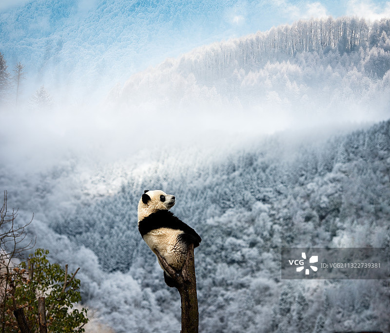 熊猫家园图片素材