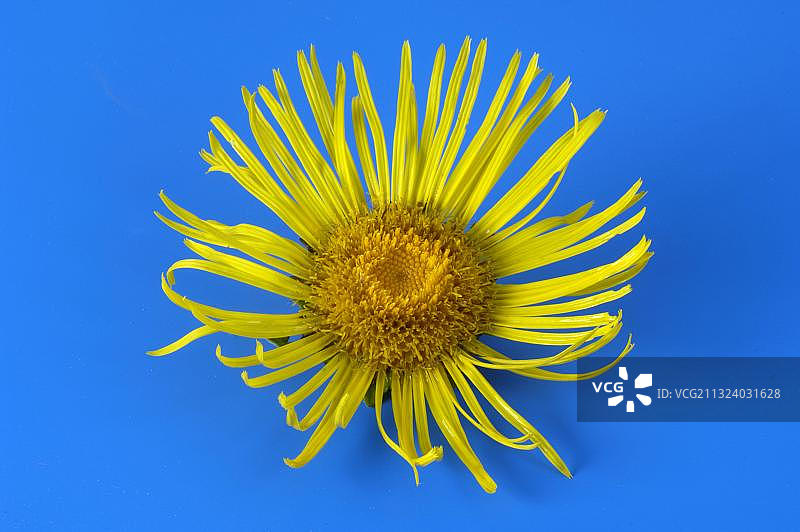Elfflower (Inula helenium)图片素材