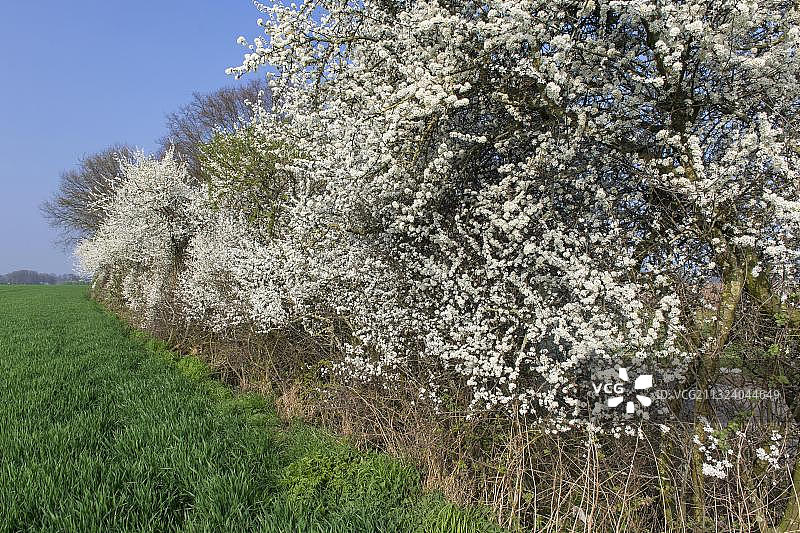 开花的野李树在田野的边缘，巴库姆，下萨克森，德国，欧洲图片素材