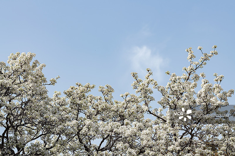 春天北京故宫博物院承乾宫里盛开的梨花图片素材