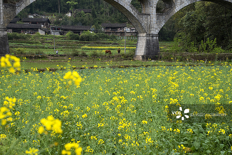 风雨桥下的美丽乡村图片素材