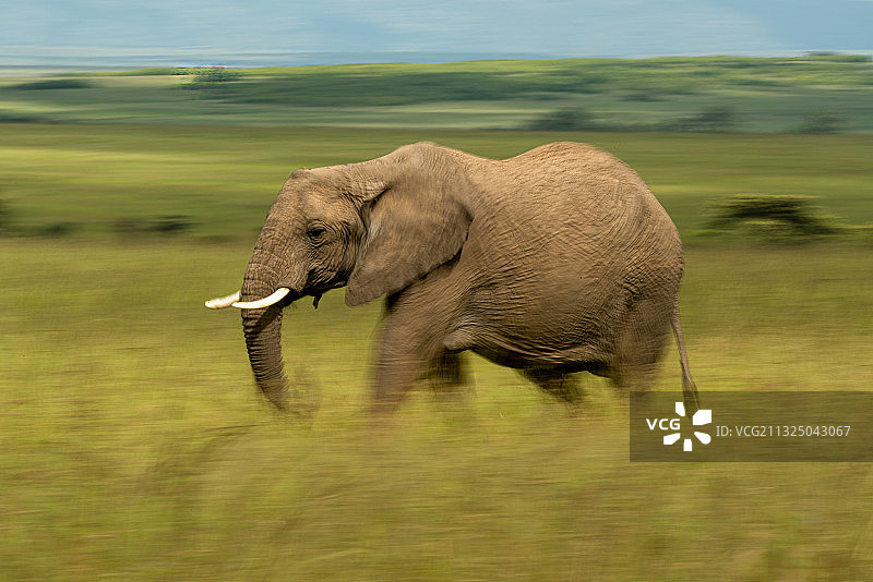 侧面的非洲象走在田野上，科亚基，肯尼亚图片素材