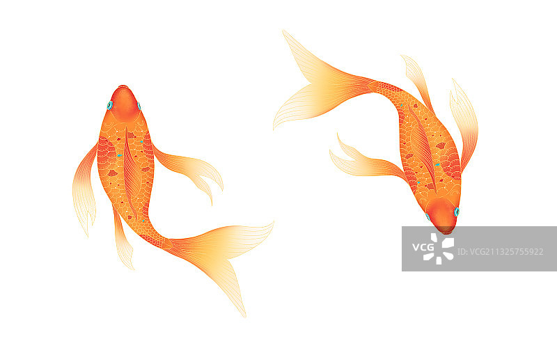 两只金色的中国风锦鲤鲤鱼插画素材图片素材