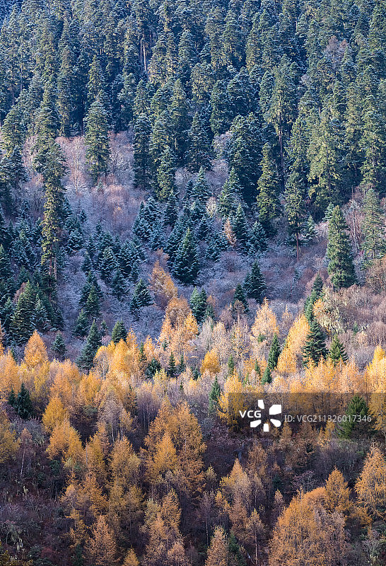 西藏林芝市巴松错景区秋天的森林图片素材