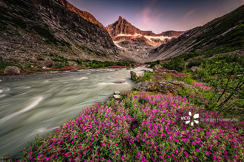 风景优美，植物开花，山对天，阿拉斯加，美国图片素材