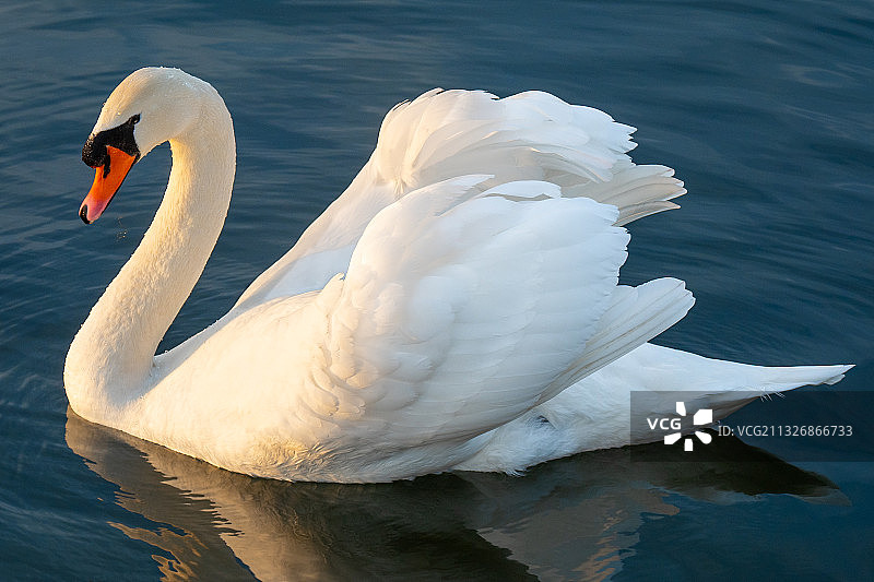 沉默的天鹅在湖中游泳的特写，尚蒂伊，法国图片素材