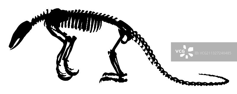 剪影食蚁兽的骨骼图片素材
