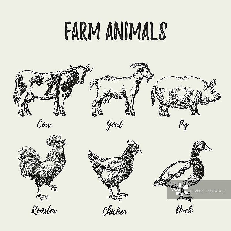 手绘素描农场动物设置年份图片素材