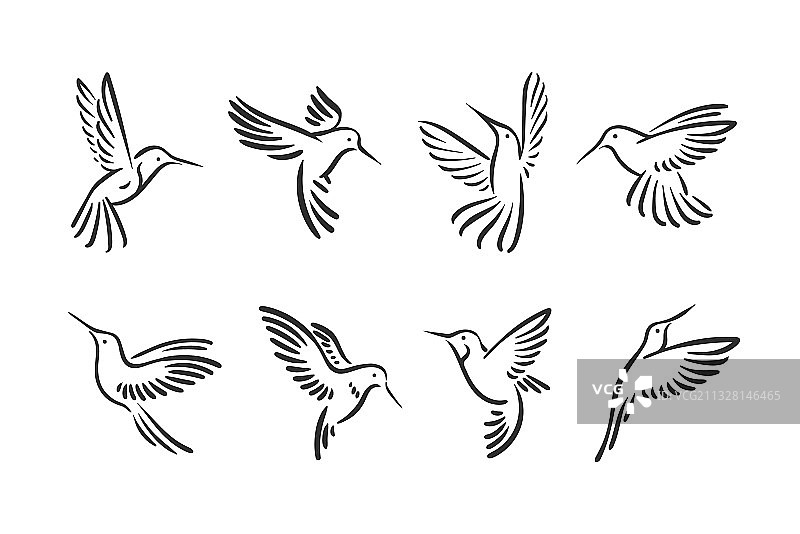 Colibri蜂鸟飞鸟线风格标志图片素材