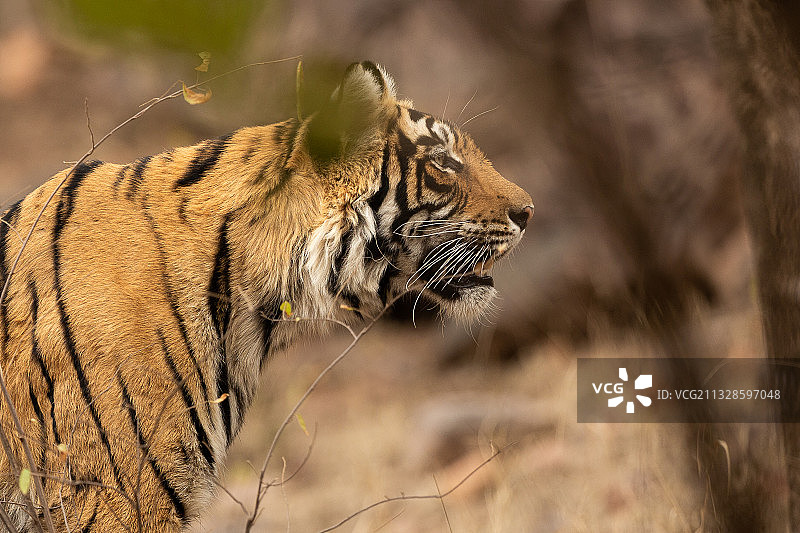 印度Ranthambore国家公园，苏门答腊虎在田野上行走的侧视图图片素材