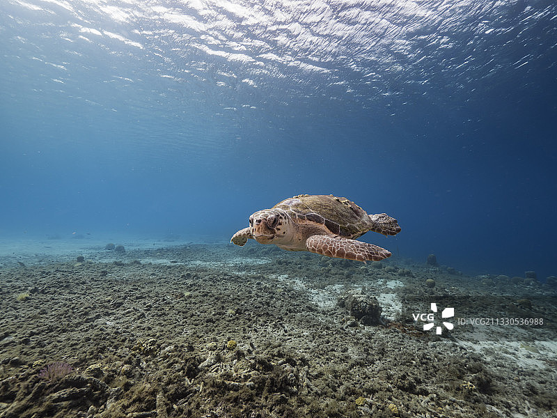 低角度的绿色赤蠵龟在海里游泳图片素材