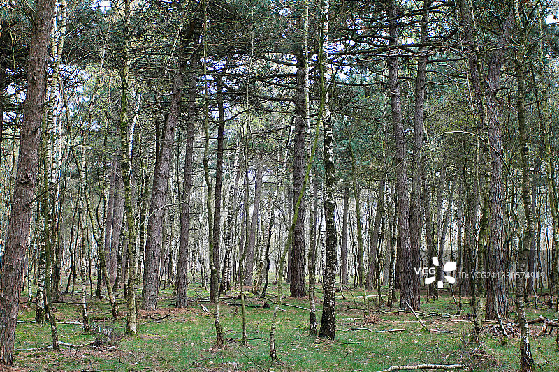 森林中的树木，荷兰特海德之家图片素材