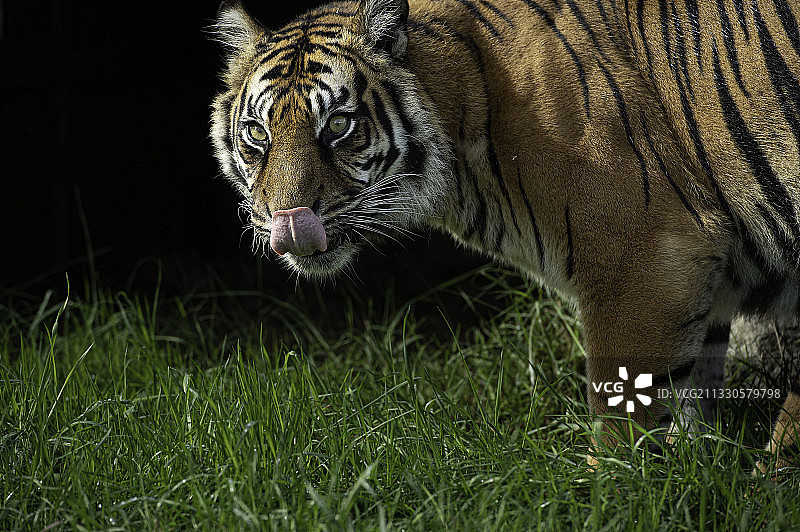 苏门答腊虎的肖像站在草地上，斯马登，阿什福德，英国，英国图片素材