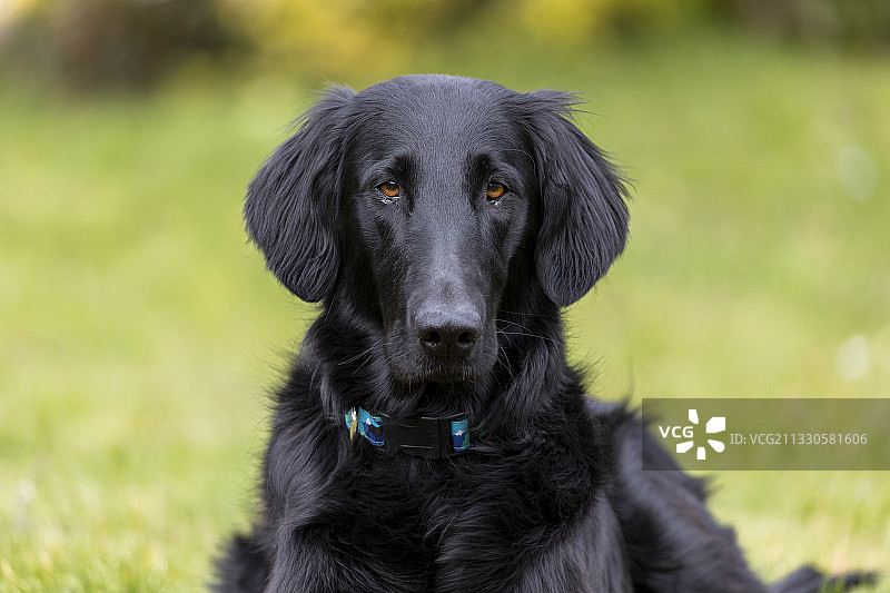 瑞士左利科芬，一只黑色猎犬坐在田野上图片素材