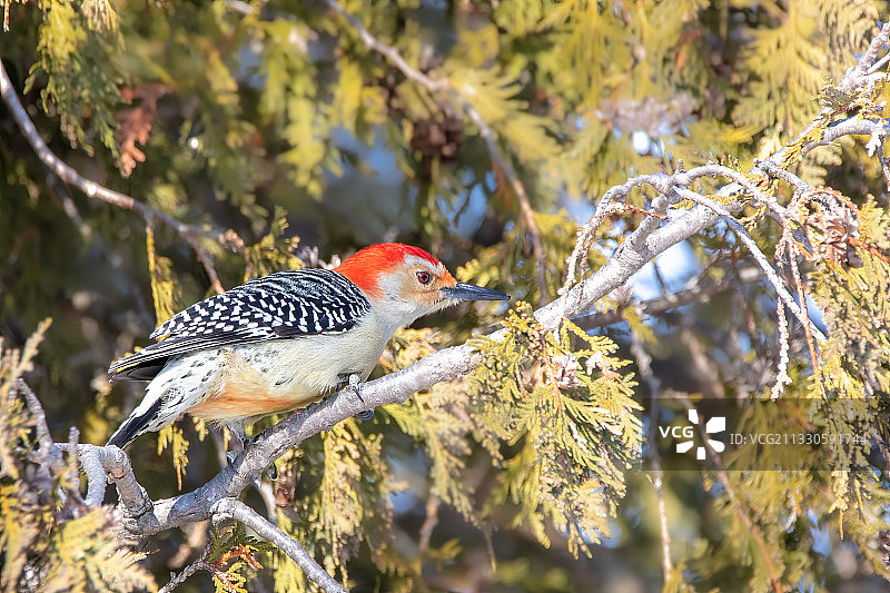 啄木鸟栖息在树上的特写，加拿大雪利湾图片素材