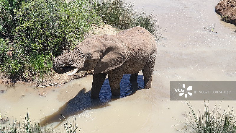 高角度的非洲象在水中图片素材