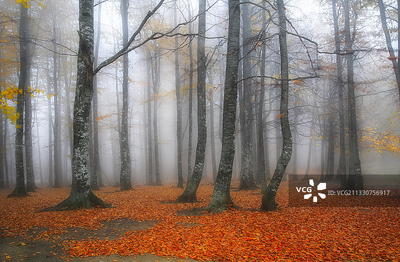 秋天在森林中的树木图片素材