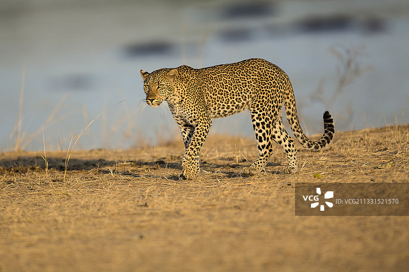 赞比亚姆富韦南卢安瓜国家公园田野上猎豹行走的侧视图图片素材