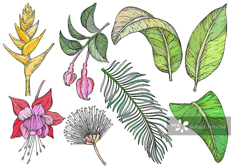 热带花卉和树叶集手绘图片素材