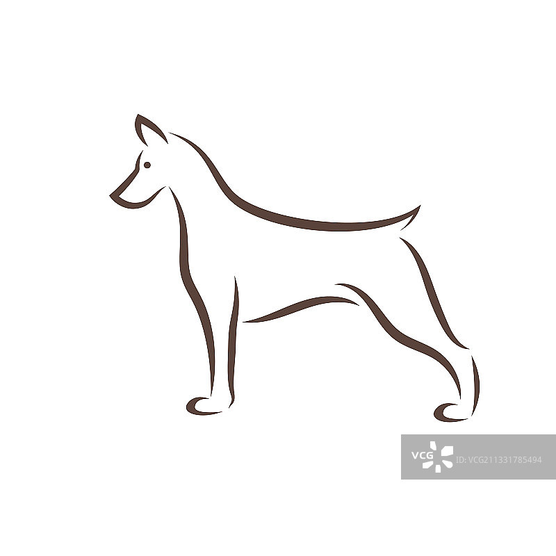杜宾猎犬设计的白色背景图片素材