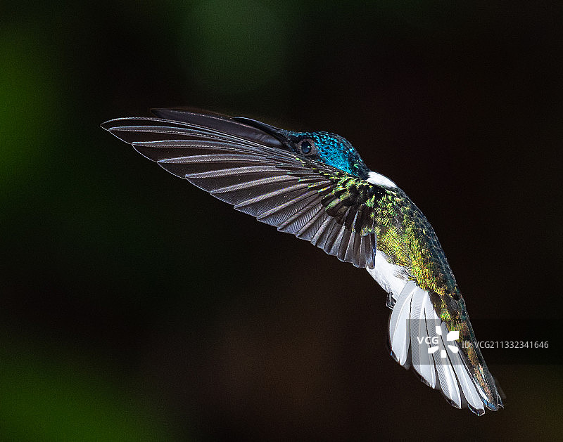 哥斯达黎加，热带蜂鸟在户外飞行的特写图片素材