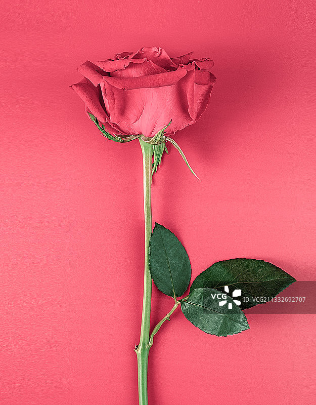 红玫瑰花图片素材