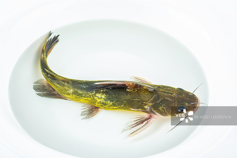 一条鲜活的黄骨鱼在水盆中游动图片素材