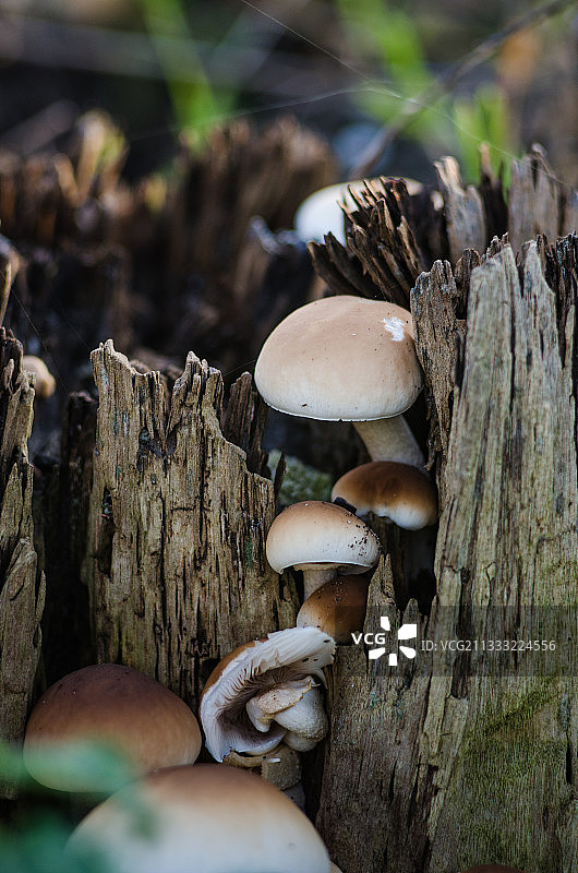 蘑菇生长在树干上的特写图片素材