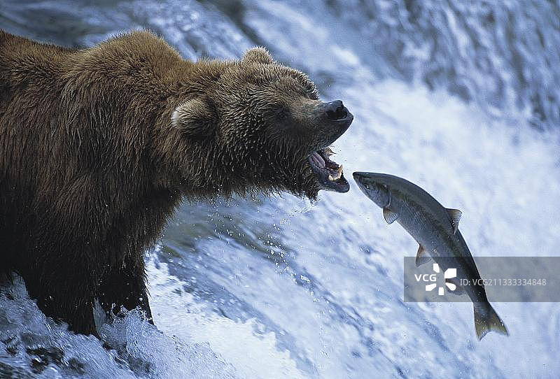 捕捉鲑鱼，布鲁克斯瀑布，卡特迈国家公园，阿拉斯加，灰熊，美国，北美图片素材