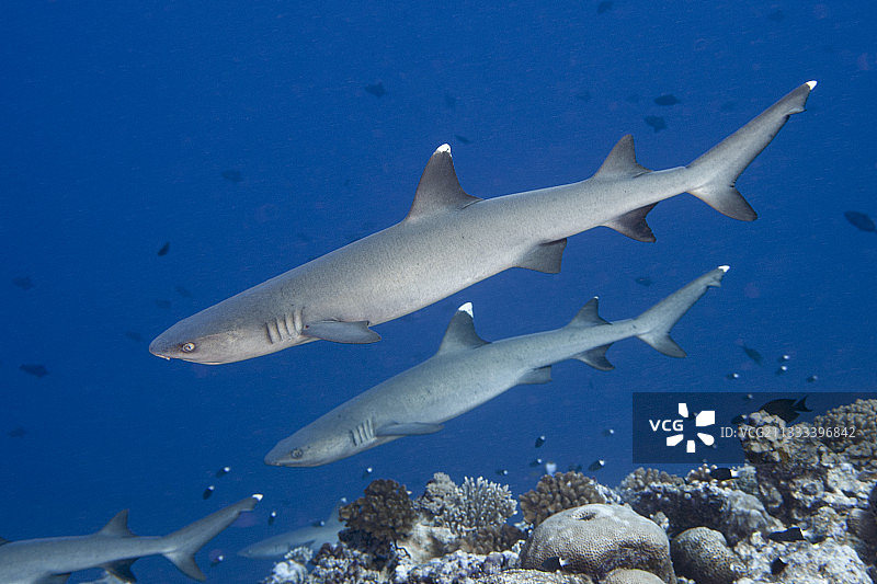白鳍鲨，斑三齿鲨，蓝角，密克罗尼西亚，帕劳图片素材