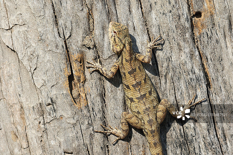 印度西北部，东方花园蜥蜴(Calotes versicolor)成虫在树干上取暖，同时观看天空图片素材
