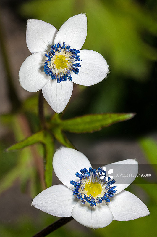 河流风花(银莲花)花，Samoens植物园，上萨瓦，阿尔卑斯山，法国图片素材