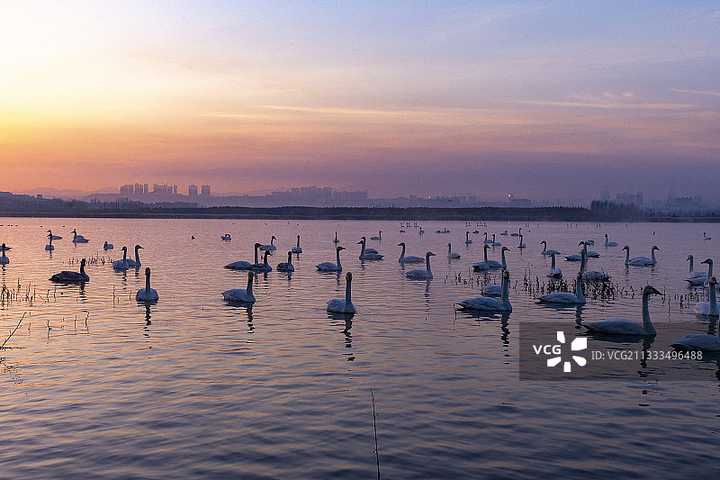 大天鹅(天鹅座)在水面上的日出，三门峡，河南省，中国图片素材