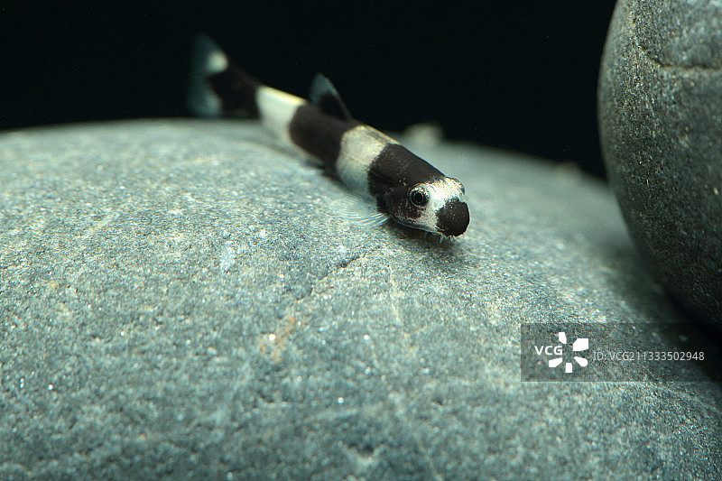 幼熊猫泥鳅(瑶山泥鳅)在一个鹅卵石水族馆图片素材