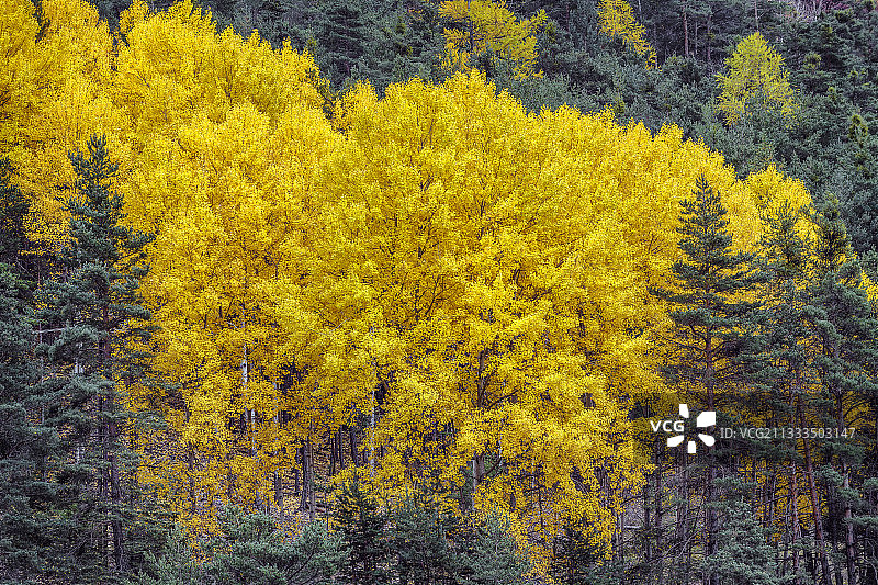 秋天的白杨树林(白杨)。在法国上普罗旺斯阿尔卑斯山脉南部常见的白杨树，在秋天形成了许多树林，以其壮观的黄橙色而引人注目图片素材