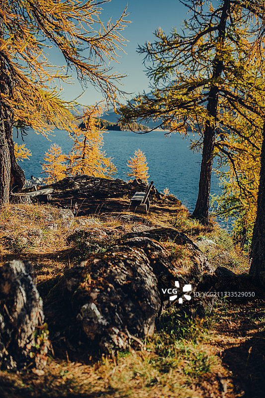 欧洲，瑞士，恩加丁，圣莫里茨，上恩加丁Sils湖上的秋天森林图片素材