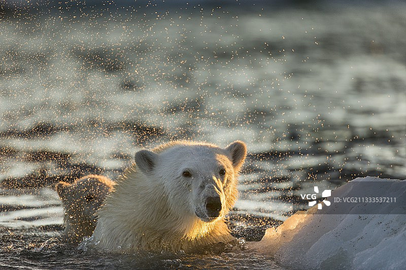 北极熊(Ursus maritimus)在加拿大努勒维特地区浅水湾海港群岛附近的海冰上游泳时，抖掉船上的水图片素材
