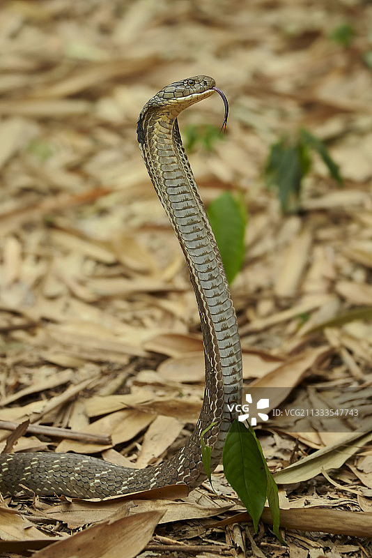 野生眼镜王蛇(Ophiophagus hannah)，在竹林栖息地，巴厘岛，印度尼西亚。图片素材