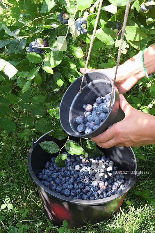 装满有机蓝莓的桶，由个人在果园中按重量购买蓝莓，Cambo Les bains，法国巴斯克地区图片素材