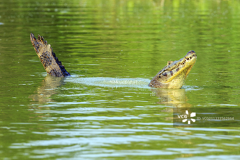 Yacare凯门鳄(凯门鳄Yacare)通过发出声音和举起水的泡沫，潘塔纳尔地区，马托格罗索，巴西标记他的领土图片素材