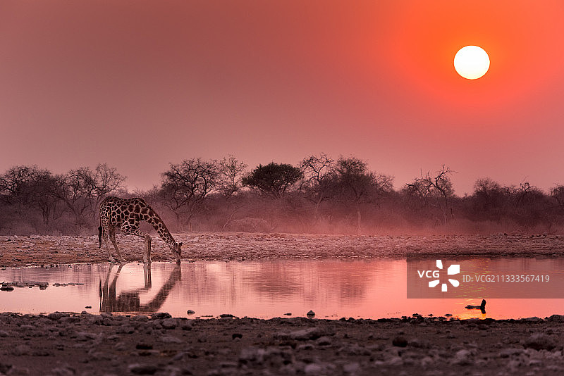 长颈鹿 (Giraffa Camelopardalis) 在日出时在水坑喝水，纳米比亚，埃托沙国家公园 /长颈鹿 (长颈鹿在水坑里喝水，在纳米比亚，埃托沙国家公园)图片素材