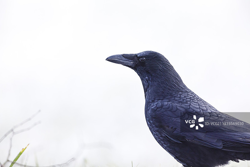 法国阿尔萨斯雪地上的乌鸦画像图片素材