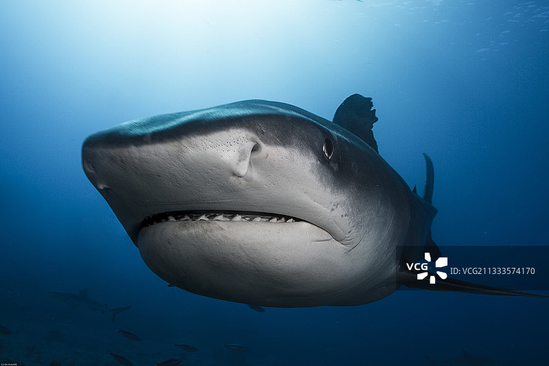 非常近距离观察虎鲨(Galeocerdo cuvier)，大溪地，法属波利尼西亚图片素材