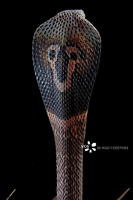 黑色背景上的印度眼镜蛇的肖像。图片素材