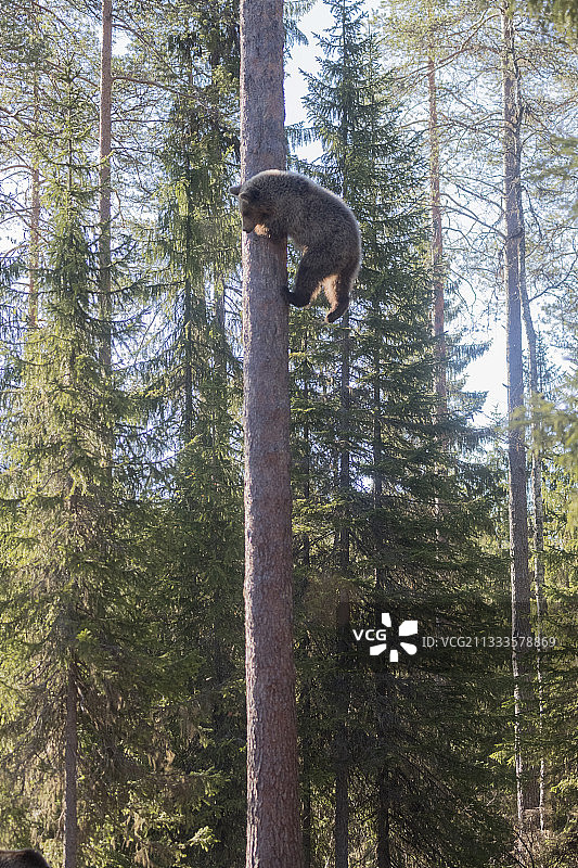 棕熊幼崽爬在树上，芬兰图片素材