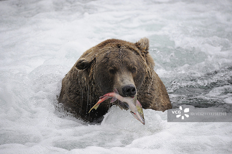 在水里钓鱼的灰熊，卡特迈国家公园，美国阿拉斯加图片素材